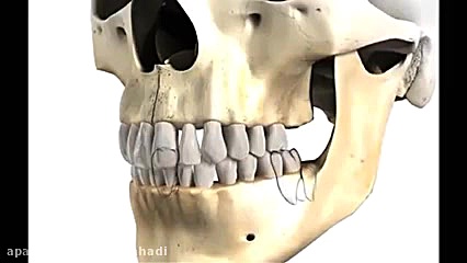 مراحل رشد دندان های شیری و دائمی دکتر ندا هادی-دندانپزشک زیبایی