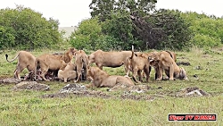 حیات وحش، شیر و کفتار در مقابل...