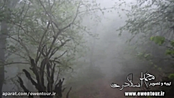 خبر خوش - جنگل های هیرکانی ایران در یونسکو ثبت شد