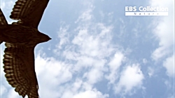 حیات وحش، دیدنی ترین حمله یک ع...