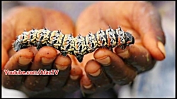 شراب موش هم به بازار آمد !