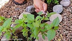 پرورش سبزیجات توسط ایلیا، کودک...