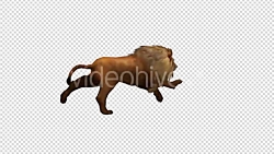 دانلود فوتیج کروماکی شیر
