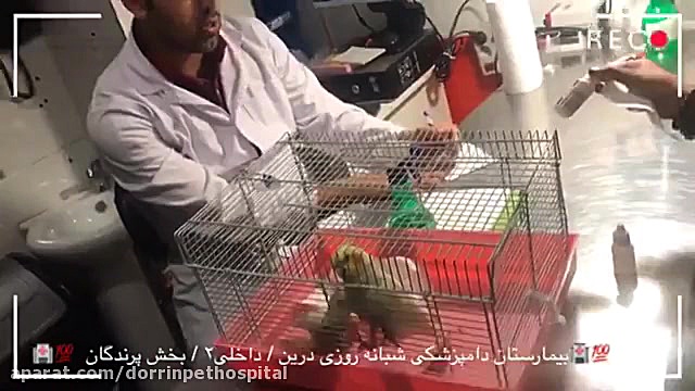 کلینیک پرندگان بیمارستان دامپزشکی درین کامپوزیت ونیر
