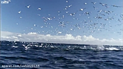 شکار و تغذیه هزاران موجودات آب...