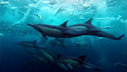 شکار و تغذیه هزاران موجودات آب...