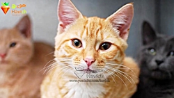 ۲۰ حقیقت جالب درباره دنیا که ب...