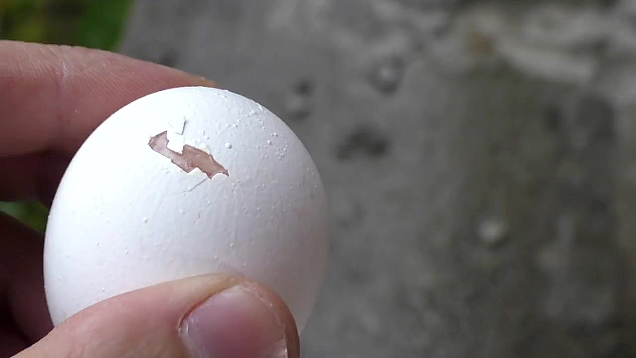 I CAN TASER ROAST EGG ?! DO NOT REPEAT ! لمینت