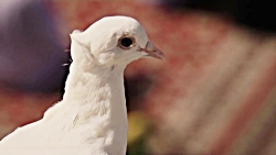 نماهنگ کودکانه، انگار عشق من ک...