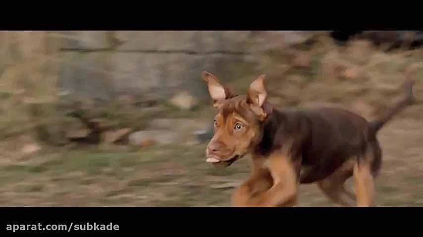 تریلر فیلم A Dogs Way Home 2019 زمان156ثانیه