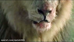 شکار ديدني پرنده توسط عقاب و ش...