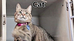 آموزش انگلیسی نام حیوانات به ک...