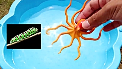 حیوانات باغ وحش وحشی و اسباب بازی های حیوانات حیوانات دریایی حیوانات باغ وحش وحشی و ...