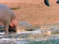 دیدنی ترین صحنه های حیات وحش،...