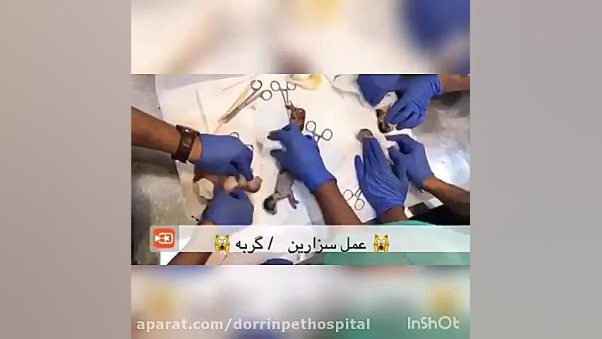 فیلم جالب سزارین گربه بیمارستان دامپزشکی درین اکستنشن تاج دندان