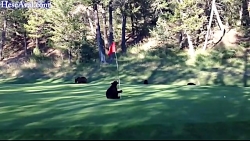 بچه خرس باحال و بامزه.