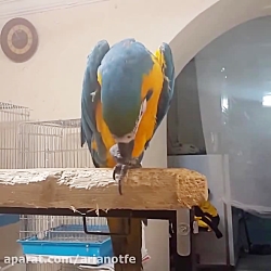 فروش تخم نطفه دار طوطی در شرکت...