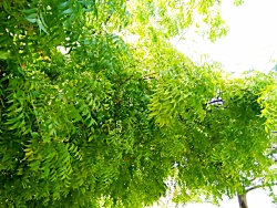 دخت محله بالا  جاوید کاتبی و م...
