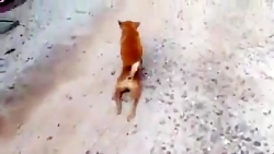 سگ هم ملتو مسخره میکنه خدااا