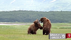 مبارزه بین حیوانات