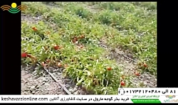 باردهی خوب گوجه مارول بازدید از استان گلستان
