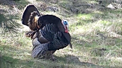 زندگی ساده یک چوب کارور  شروع...