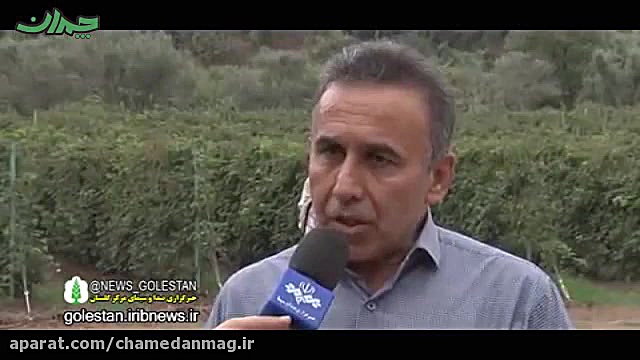 بزرگترین باغ تمشک کشور در توسکستان گرگان زمان222ثانیه