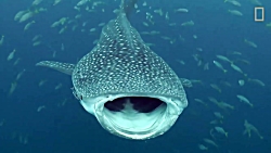 Sharks 101 | National Geographic