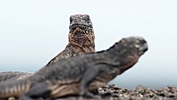 فرار ایگوانا از حمله مارها