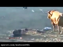 جدال با گاو خشمگین!