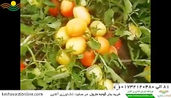 بررسی گوجه مارول در ادبیل