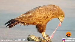 شکار یک مار توسط پرنده عقاب