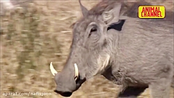 مبارزه حیوانات وحشی