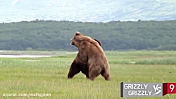 مبارزه بین حیوانات