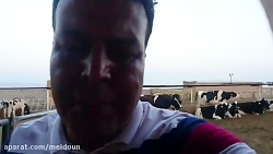 حسن مقصودی - شاهرود - دامداری صنعتی