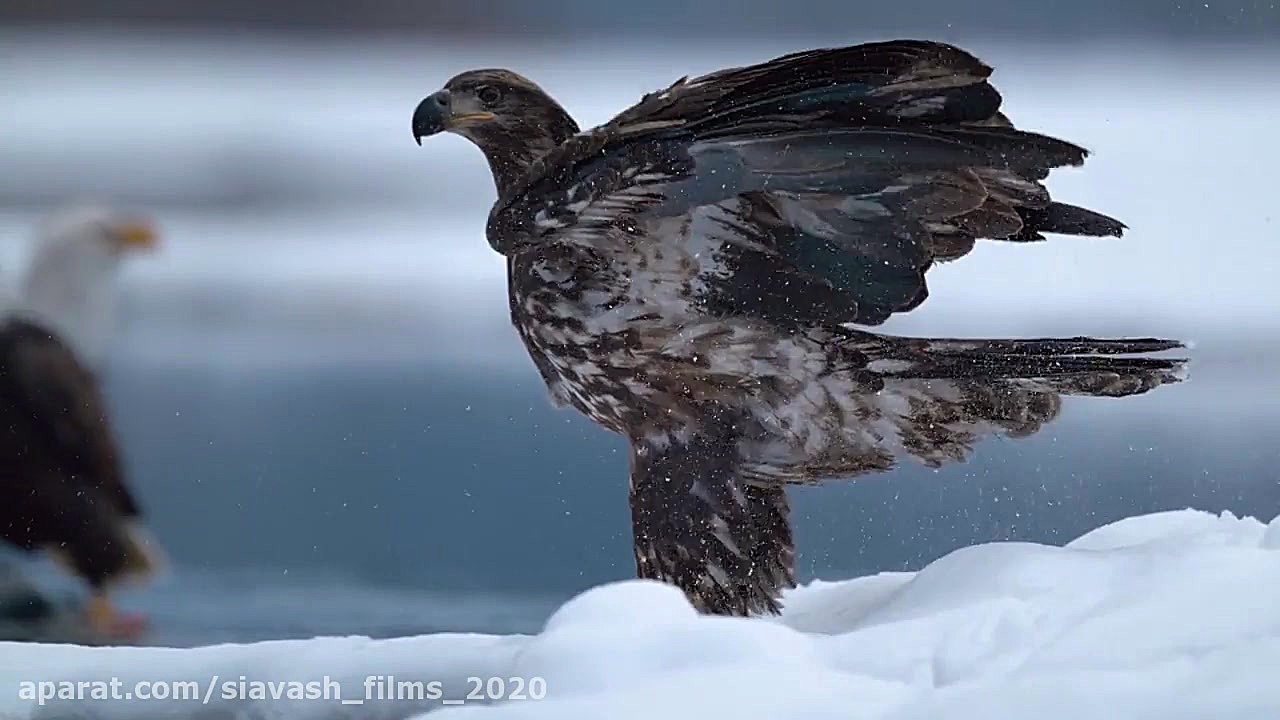 دوبله فارسی فیلم مستند زیبای حیوانات Our.Planet.2019//قسمت 8//((جنگل ها )) زمان2919ثانیه