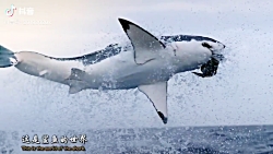 شکار ماهی توسط کوسه