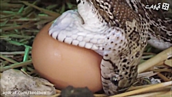 وقتی مار هوس تخم مرغ می کنه!!
