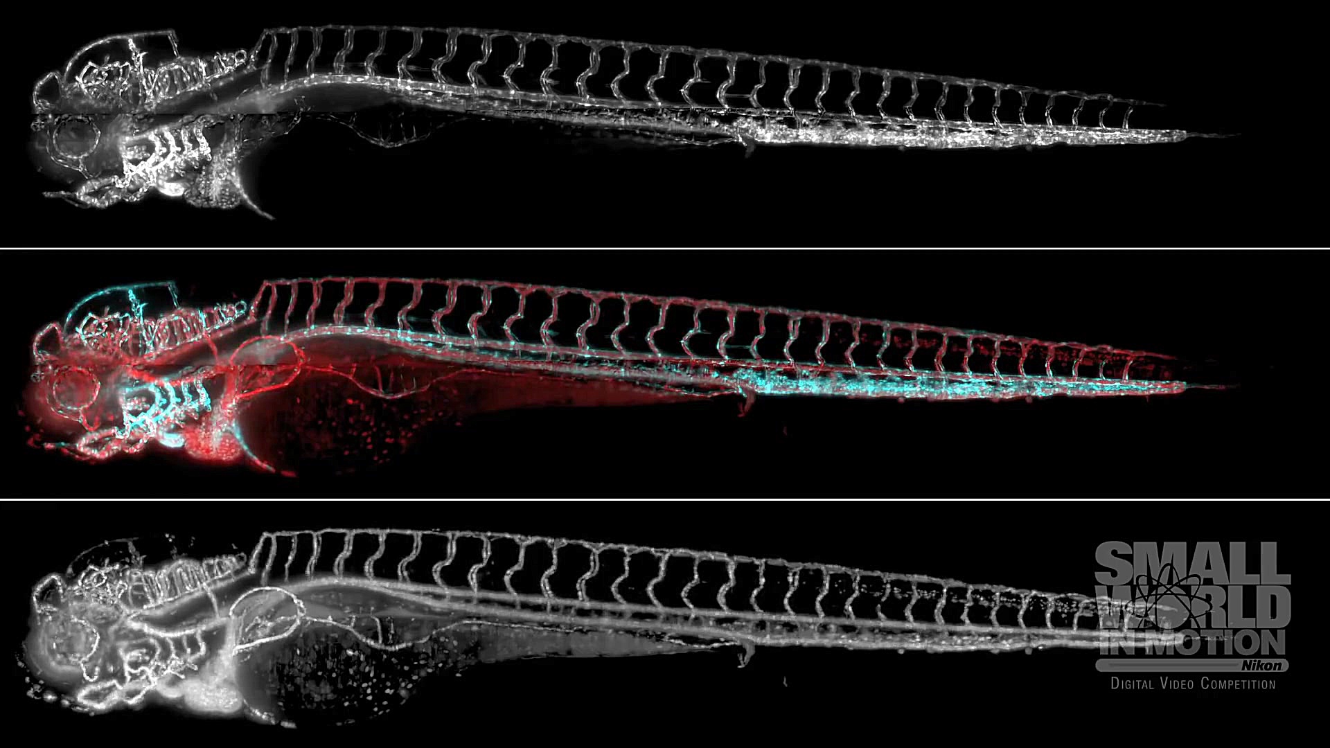 سیستم قلب و عروق ماهی زبرای 4 روزه اکستنشن تاج دندان