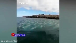 صحنه‌ای جالب از شکار دسته جمعی...