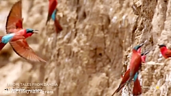 شکار عجیب زنبور عسل توسط پرنده