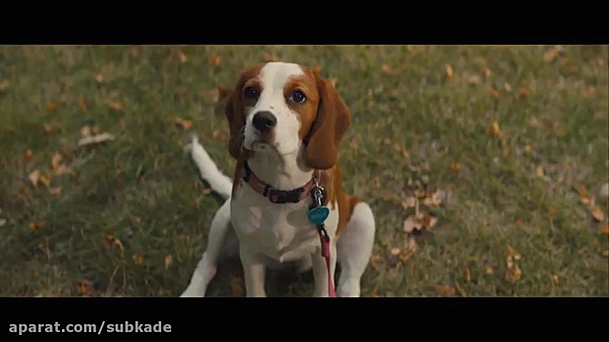 تریلر فیلم A Dog's Journey 2019 زمان174ثانیه
