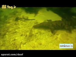 شکار پرنده از روی آب توسط کروک...