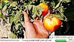 علت گرد شدن گوجه لئوناردو چیست؟