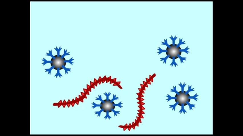 Agglutination assay to detect antigens بایوفیزیک پزشکی