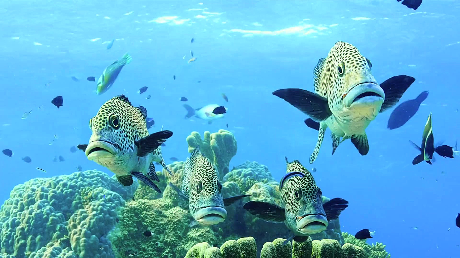 مستند اقیانوس ها: سیاره آبی ما Oceans: Our Blue Planet 2018 زمان2512ثانیه