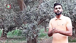 آموزش پیوند T و پیوند اسکنه ای زیتون (ویدیو ارسالی از مخاطبین کشاورز پلاس) آموزش پیوند T و پیوند اس...