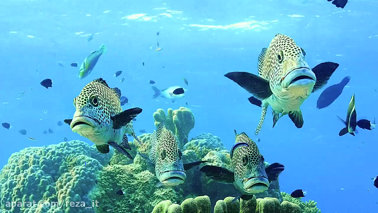 مستند اقیانوس ها : سیاره آبی ما Oceans: Our Blue Planet 2018 دوبله فارسی زمان2512ثانیه