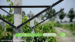 روش های نوین احداث باغ انگور - تلاش سبز