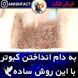 کبوتر.رازبقا.قناری.شکار.جالب.طبیعت.آمازون.پرنده کبوتر.رازبقا.قناری.شکا...